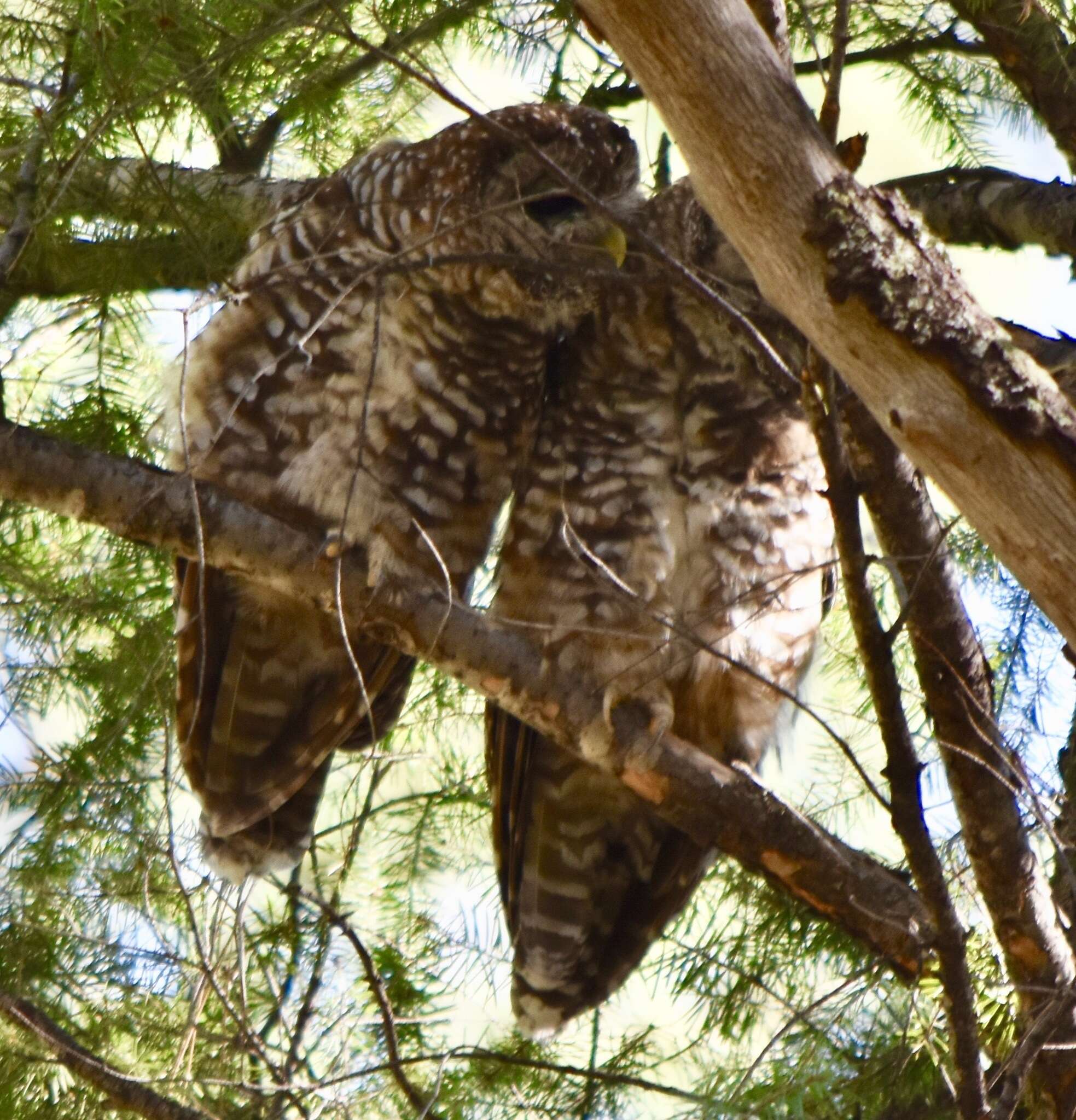 Image of Mexican Spotted Owl