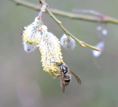 Image of Northern Aerial Yellowjacket