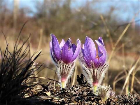 Image of Greater Pasque Flower