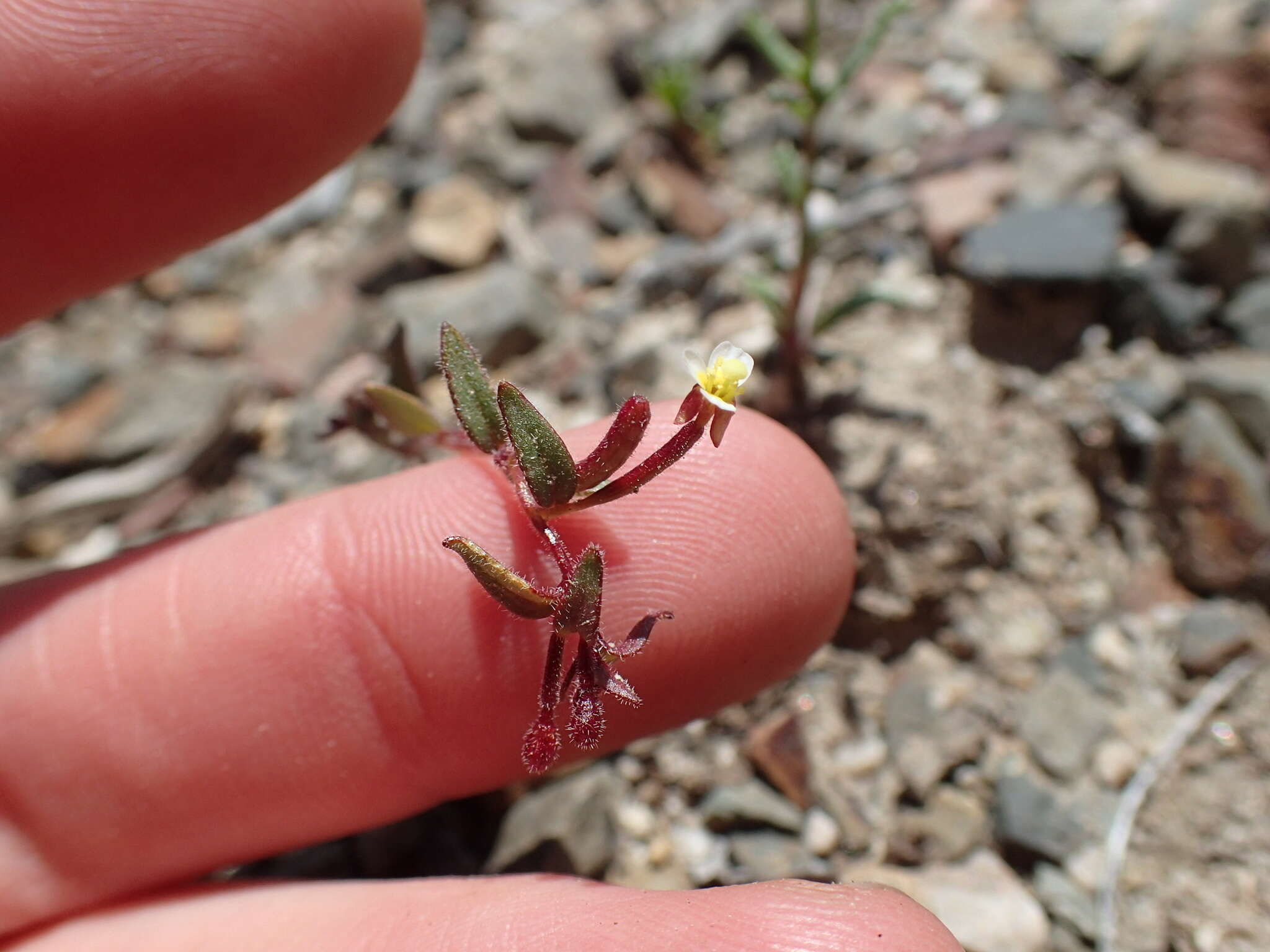 Chylismiella resmi