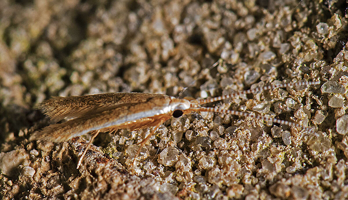 Image of Pecan Cigar Casebearer