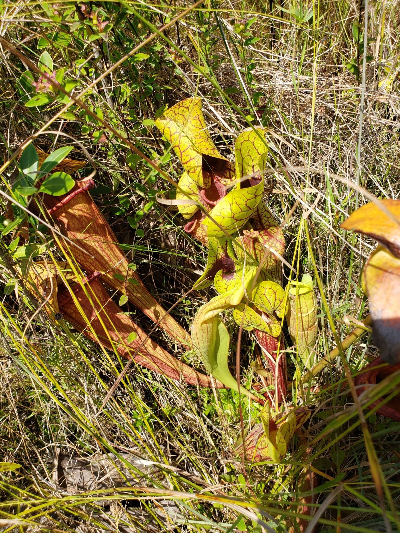 Image of hybrid pitcherplant