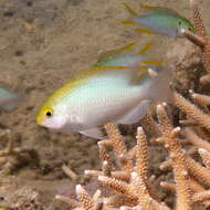 Image of Yellowhead damselfish