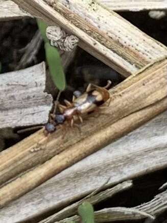 صورة Demetrias (Aetophorus) imperialis (Germar 1824)