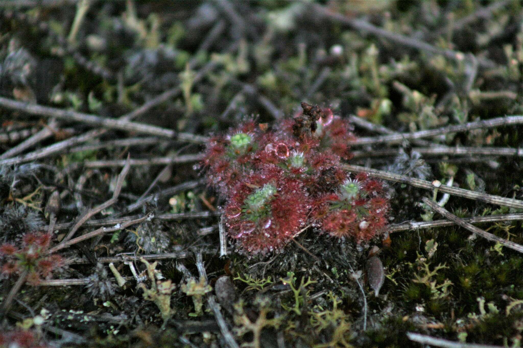 Image of Drosera paleacea subsp. roseana (N. Marchant & Lowrie) Schlauer