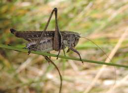 Image of Gray locust
