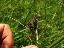 Image de Carex fuscula d'Urv.