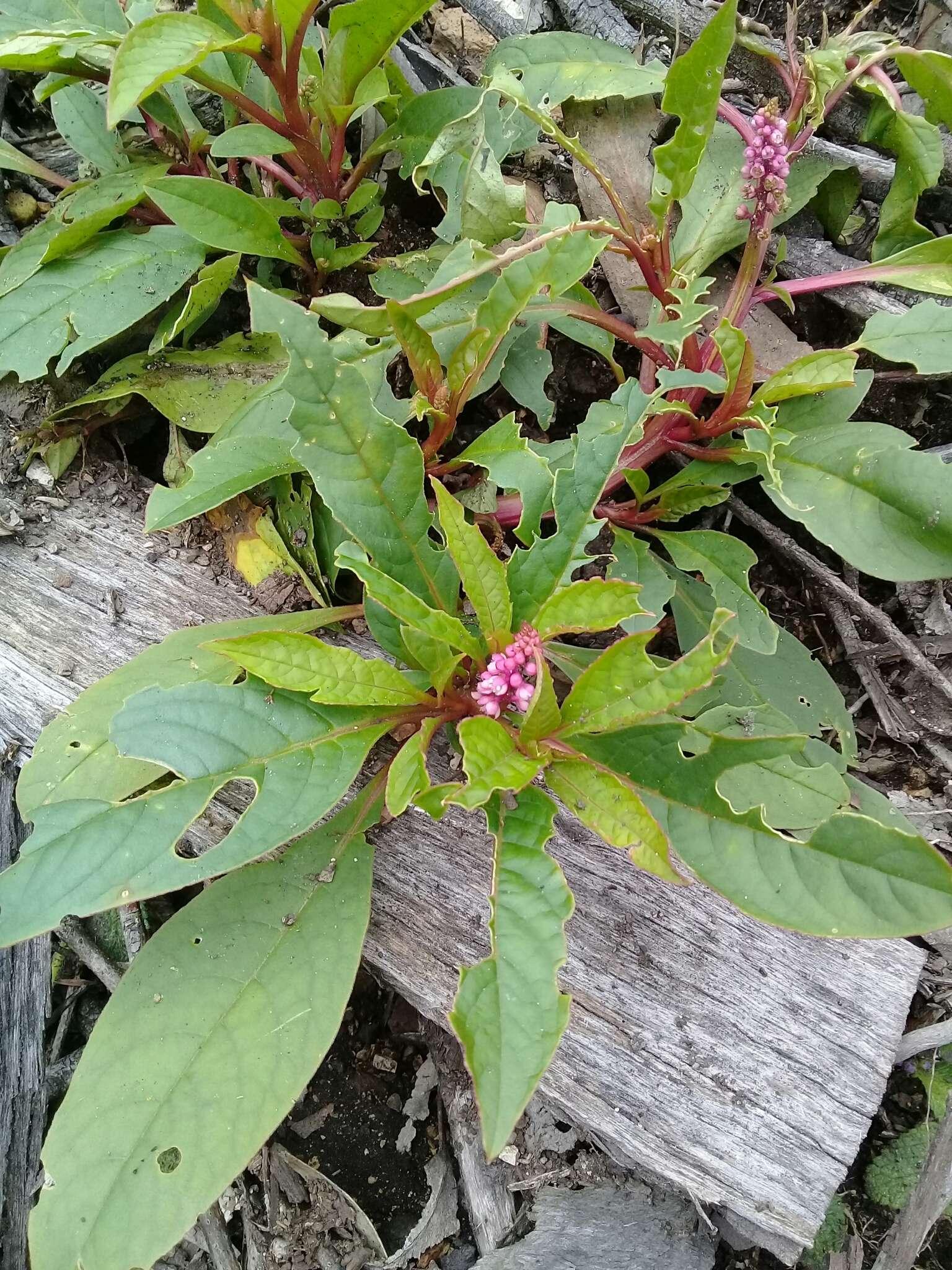 Imagem de Phytolacca bogotensis H B. & K.