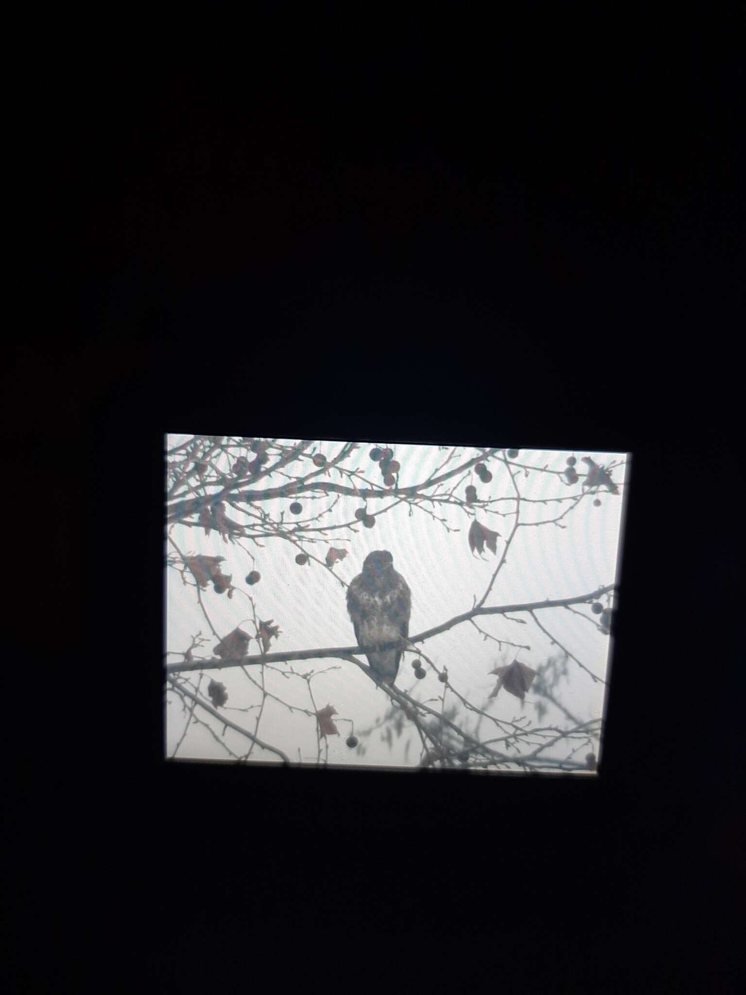 Image of Buteo buteo buteo (Linnaeus 1758)