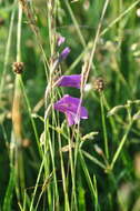 Image of Turkish Marsh Gladiolus