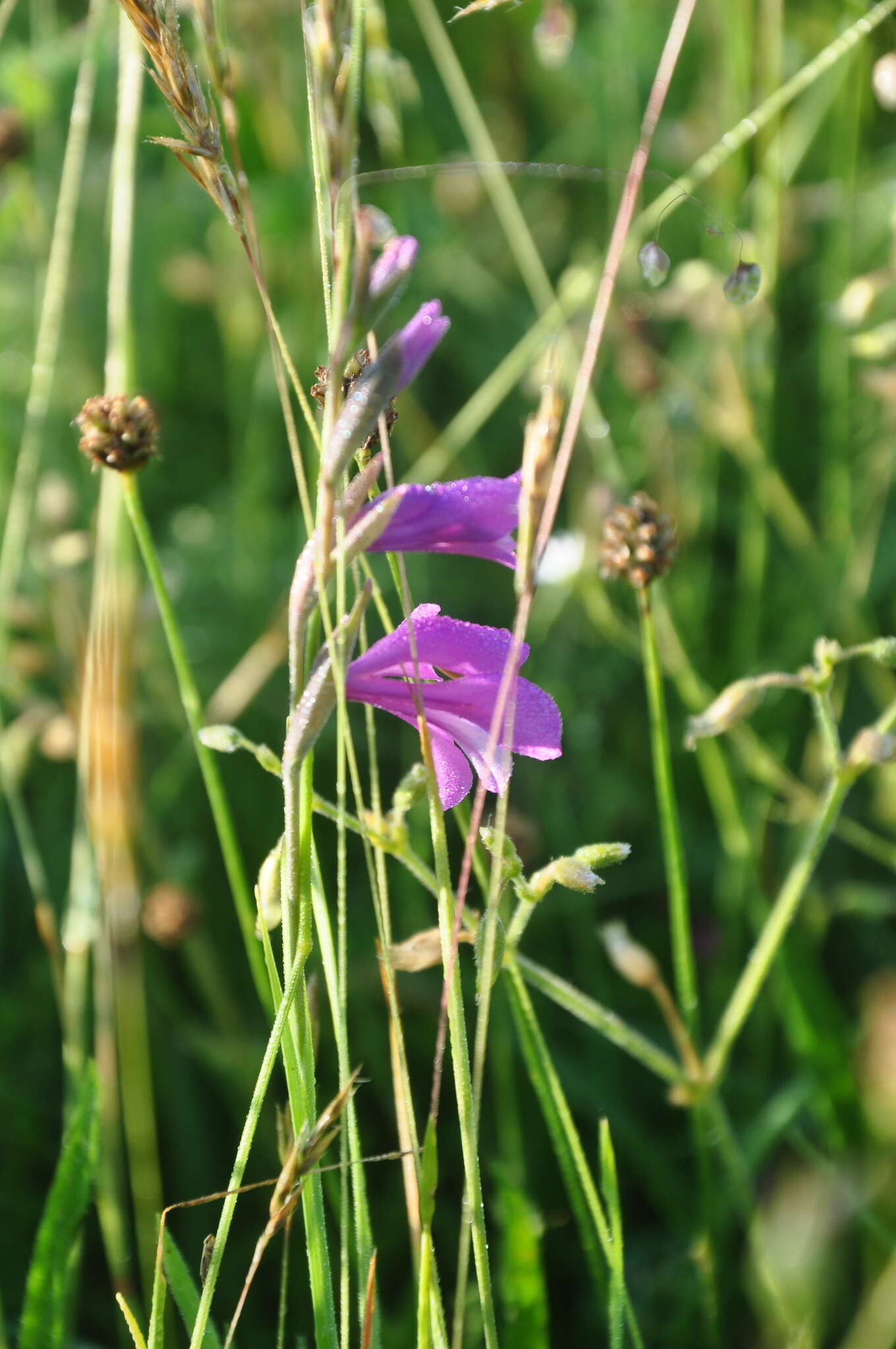 Слика од Gladiolus imbricatus L.