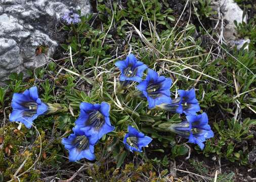 Image of Gentiana digenea Jakow.