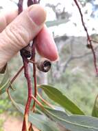 Image of Dodonaea viscosa subsp. viscosa