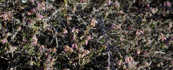 Image of Erica radicans (L. Guthrie) E. G. H. Oliver