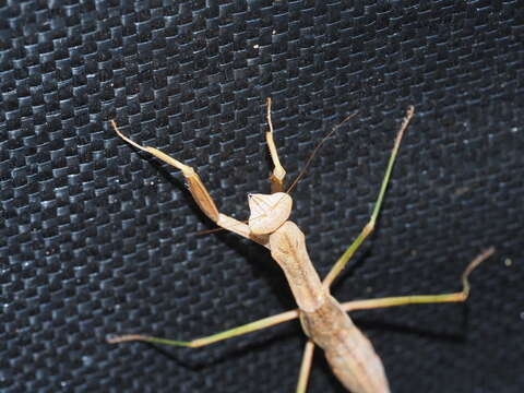 Image of Chinese Mantid