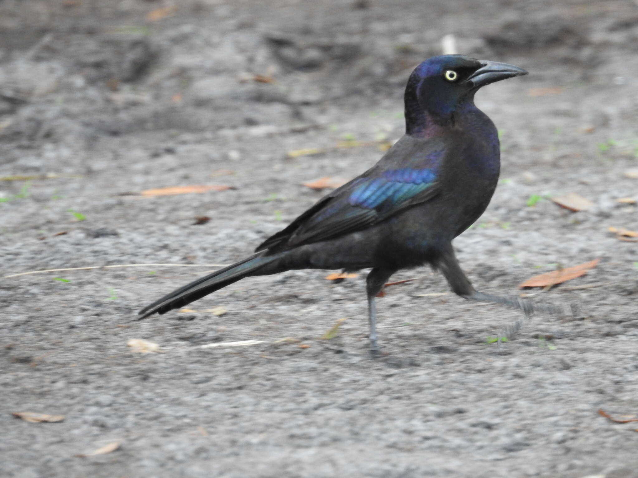 Image of Quiscalus quiscula quiscula (Linnaeus 1758)