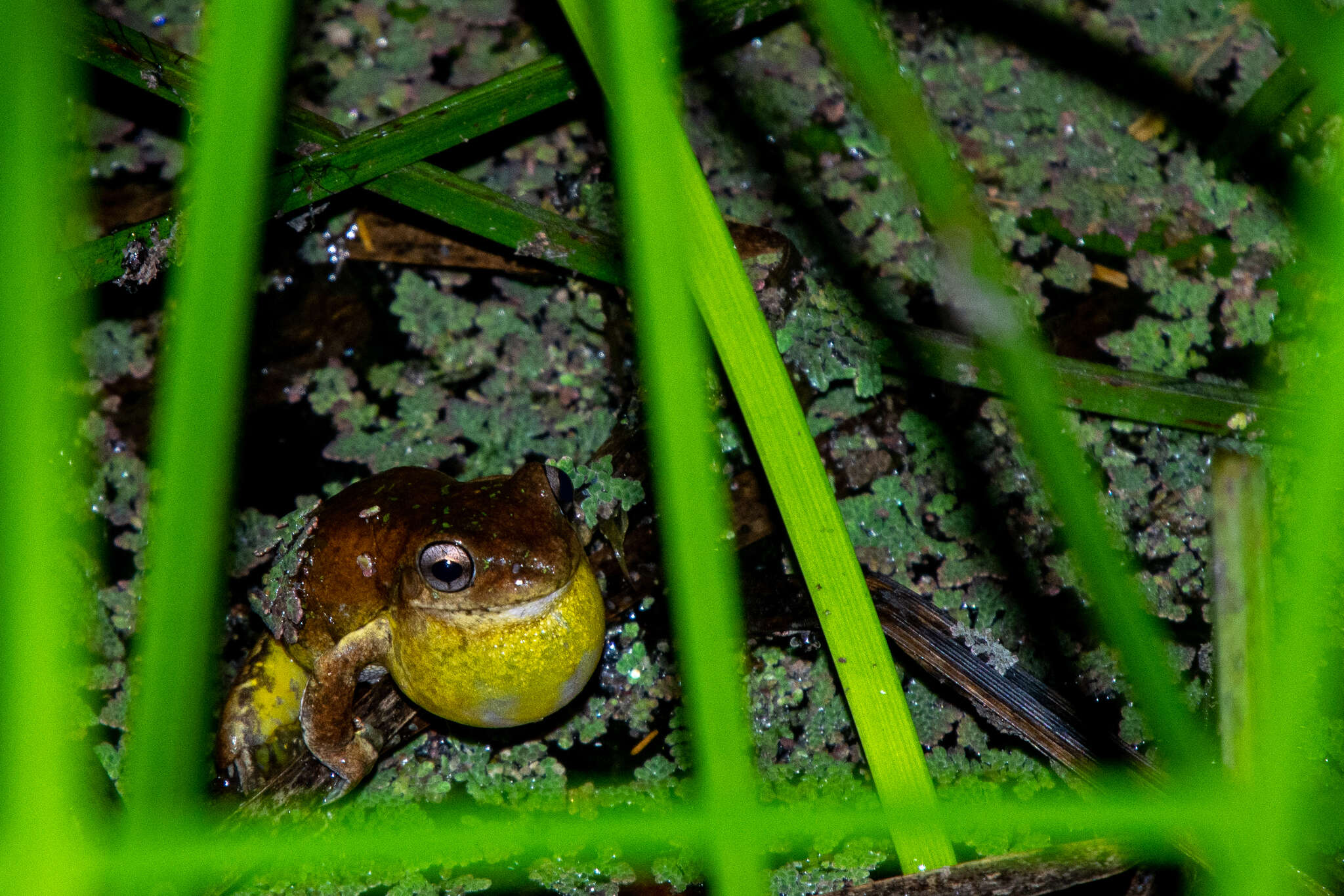 Image of Laughing Tree Frog