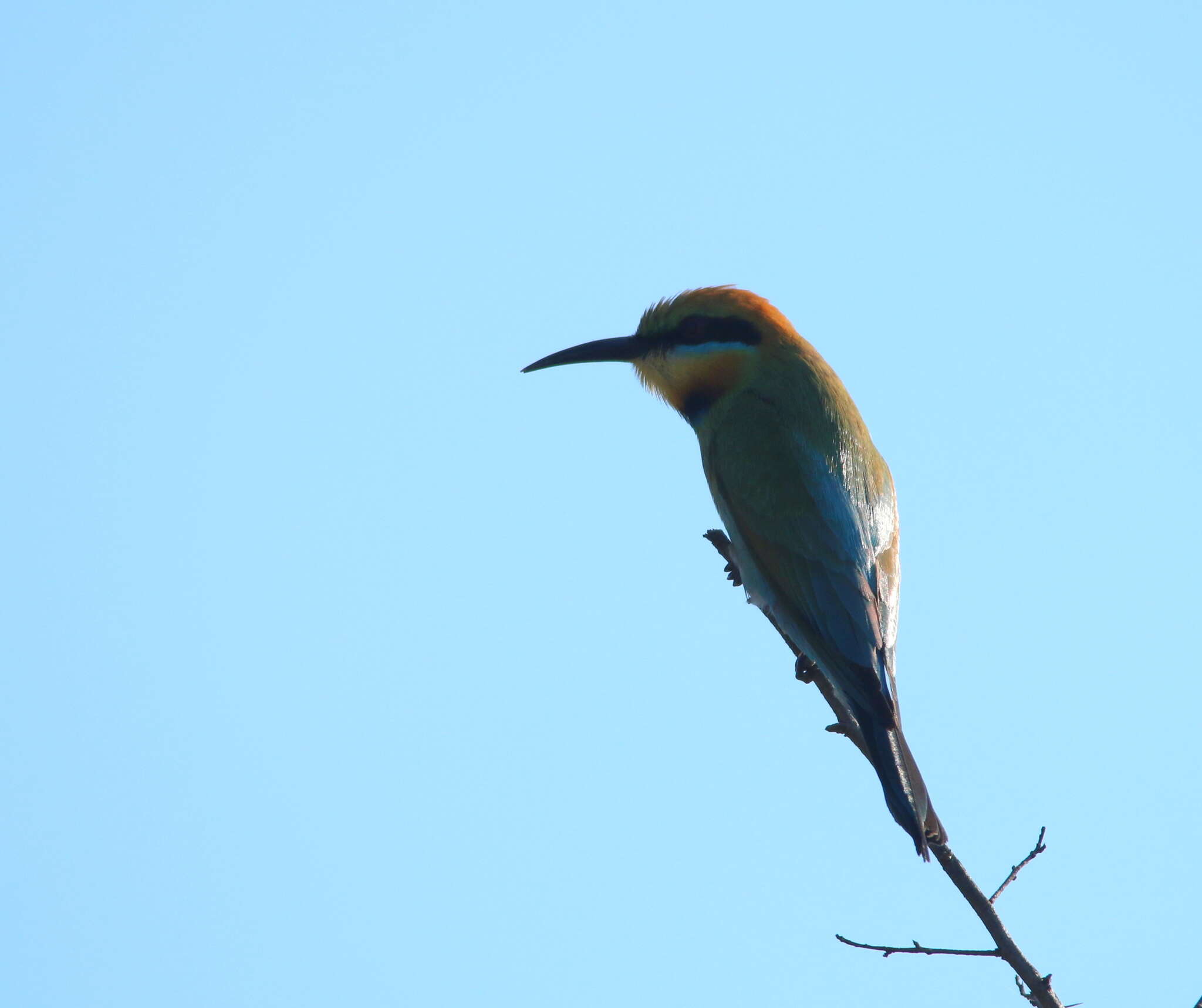 Image of Rainbow Bee-eater