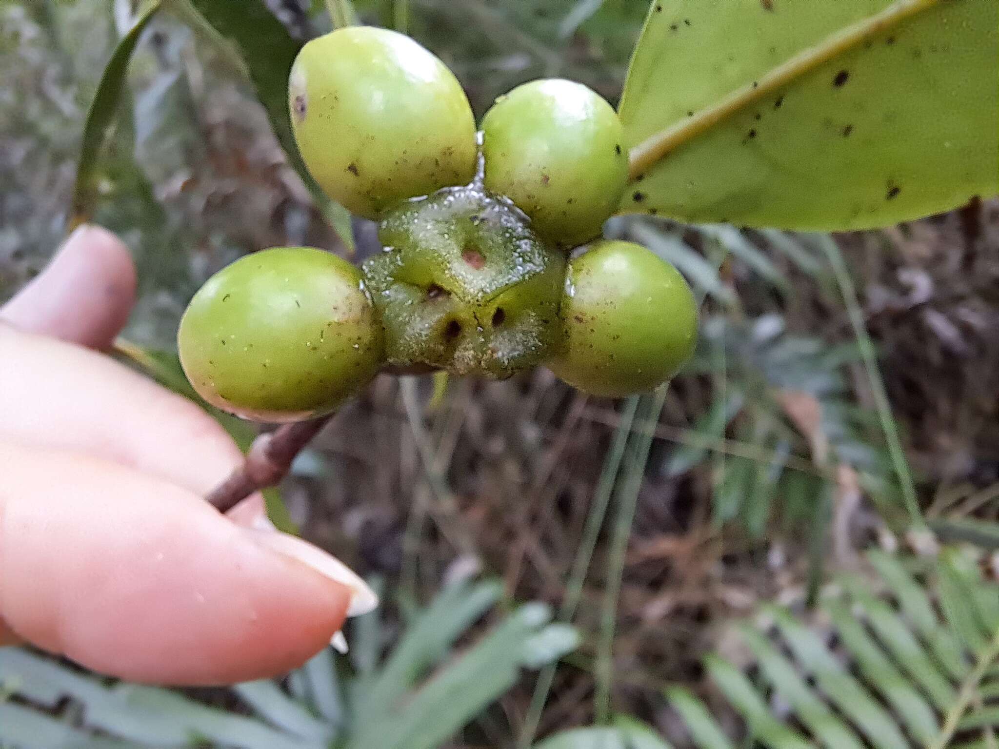 Sivun Hedycarya parvifolia Perkins & Schltr. kuva