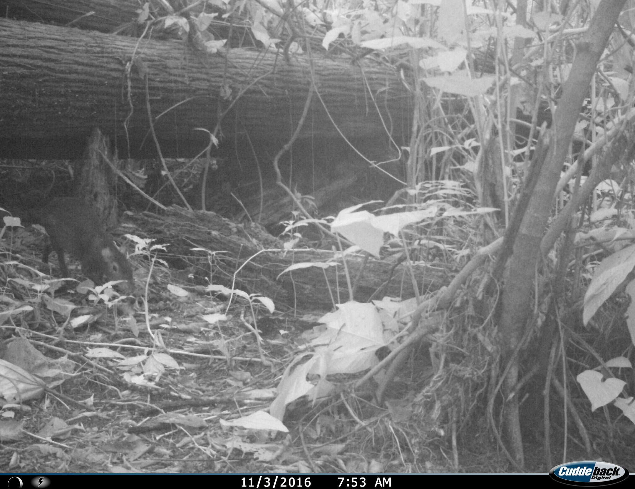 Image of Mexican Agouti