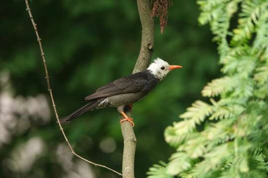 صورة Hypsipetes leucocephalus leucocephalus (Gmelin & JF 1789)