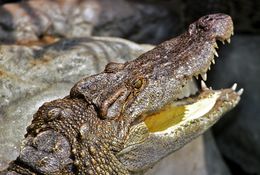Image of Siamese Crocodile