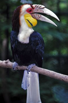 Image of Wreathed hornbill