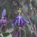 Image of Passiflora umbilicata (Griseb.) Harms