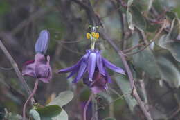 Image of Passiflora umbilicata (Griseb.) Harms