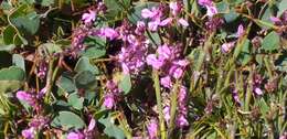 Indigofera ovata Thunb.的圖片