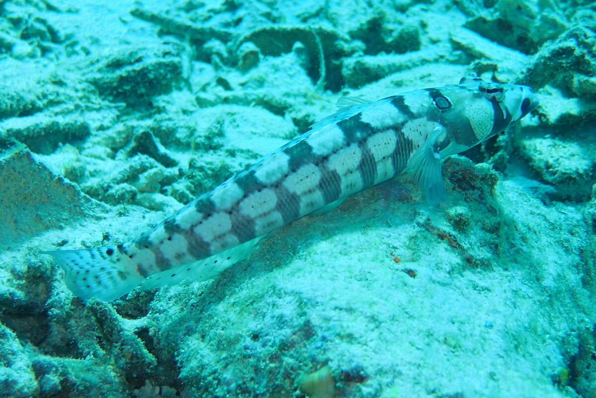 Image of Reticulated sandperch