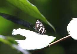 Image of Neptis leucoporus cresina