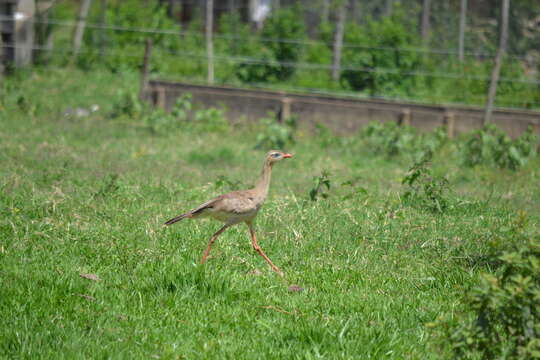 Image of Cariama Brisson 1760