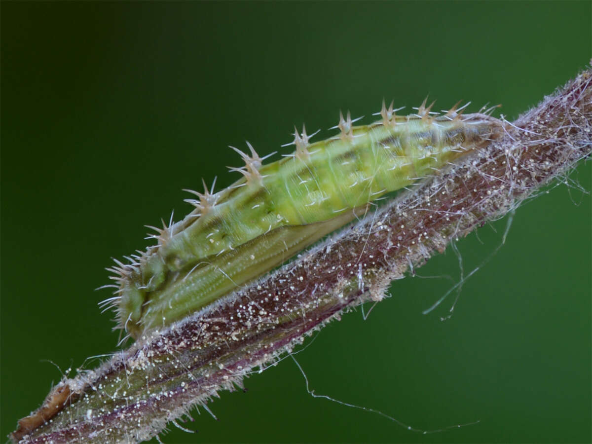 Image of Geina (Alucita) didactyla (Linnaeus 1758)