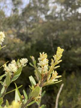 Image of Orites diversifolia R. Br.