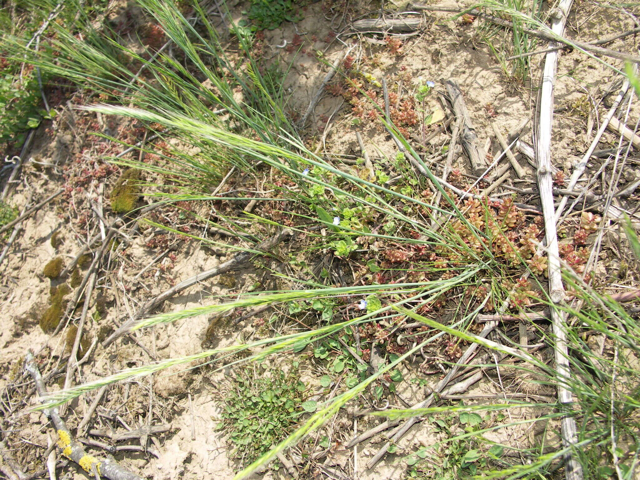 Image of rat's-tail fescue