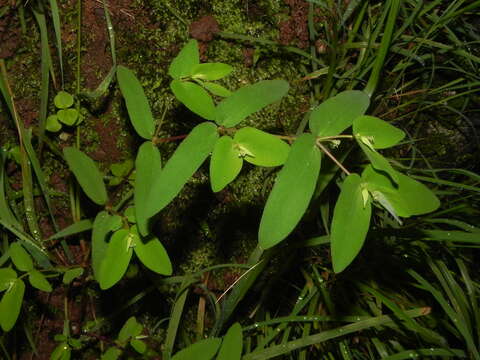 Euphorbia katrajensis Gage resmi