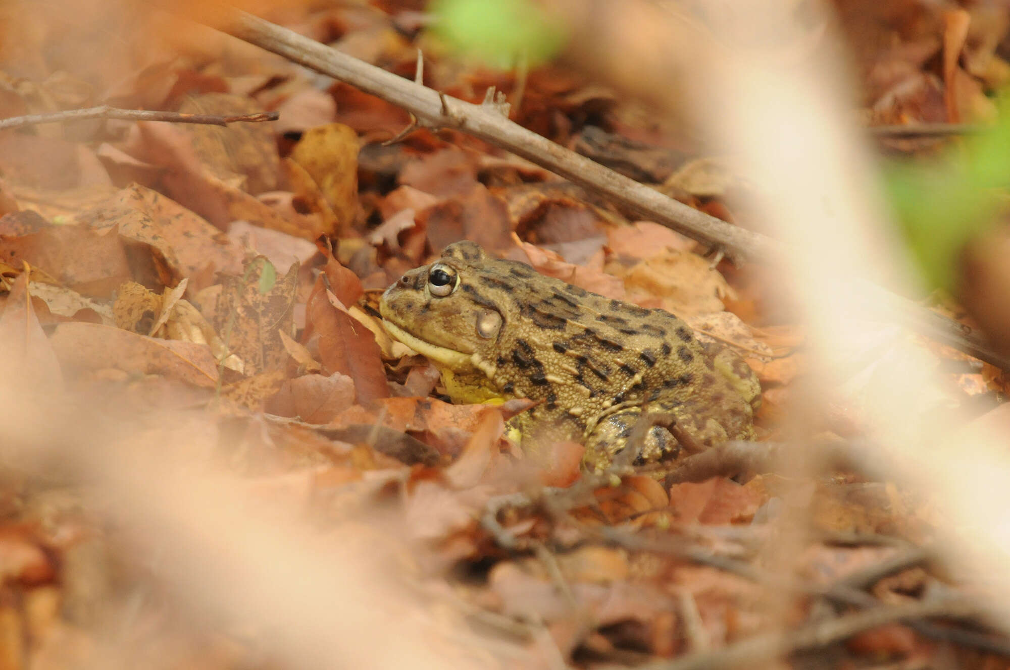 Image of African Bullfrog