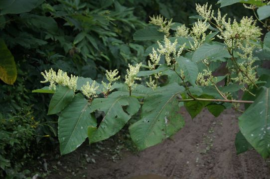Image of Japanese bamboo