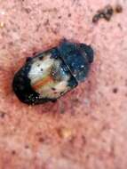 Image of Sap beetle