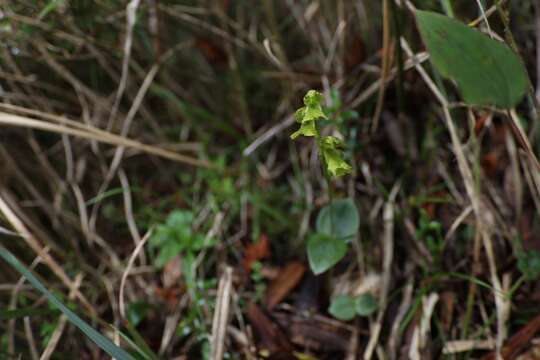 Image of Neottia morrisonicola (Hayata) Szlach.