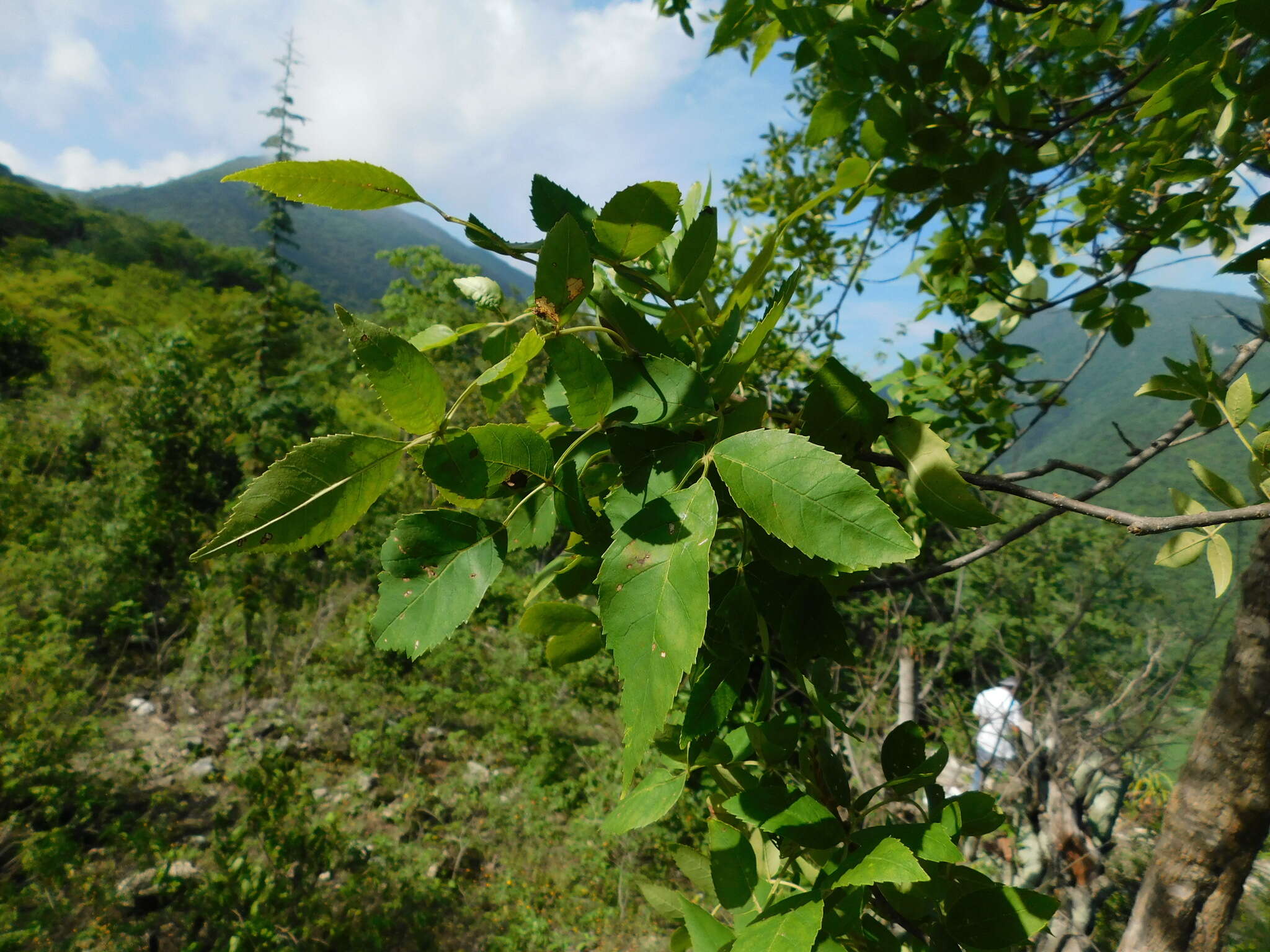 Image of Fraxinus purpusii Brandegee