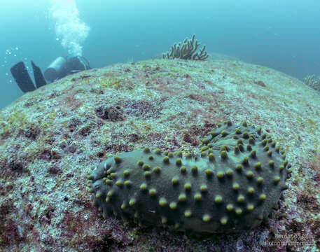 Image of Brown Sea Cucumber