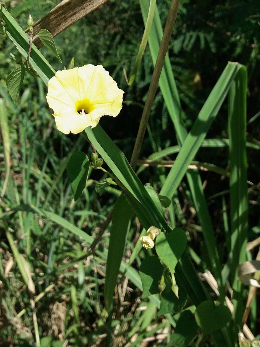 صورة Ipomoea ochracea (Lindl.) G. Don