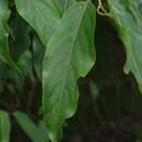 Image of Stachyurus himalaicus Hook. fil. & Thoms. ex Benth.