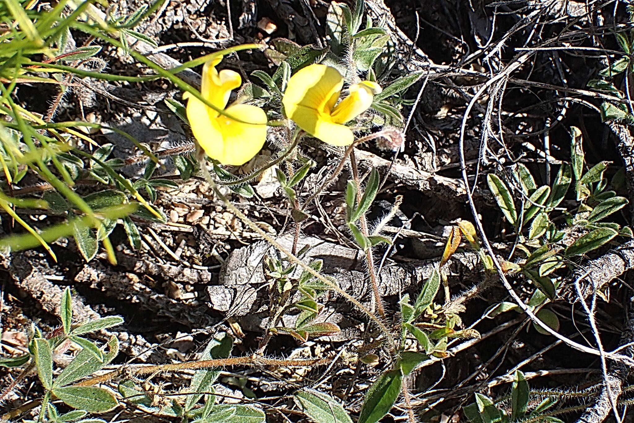 Image of Lotononis elongata (Thunb.) D. Dietr.