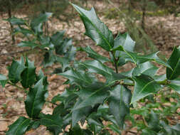 Image of Ilex colchica Pojark.