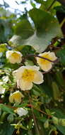 Image of Philadelphus mexicanus Schltdl.