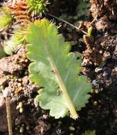 Image of longbeak stork's bill