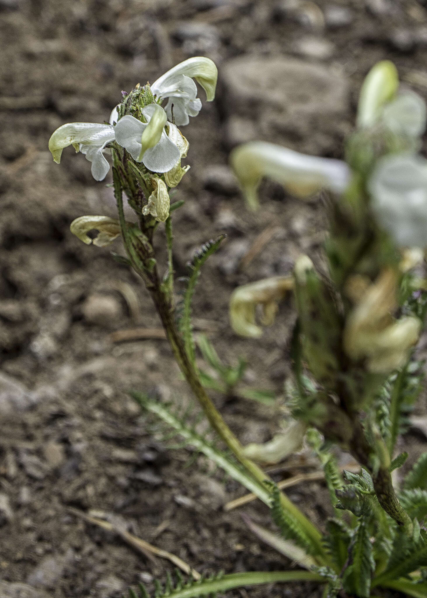 Image de Pedicularis parryi subsp. parryi